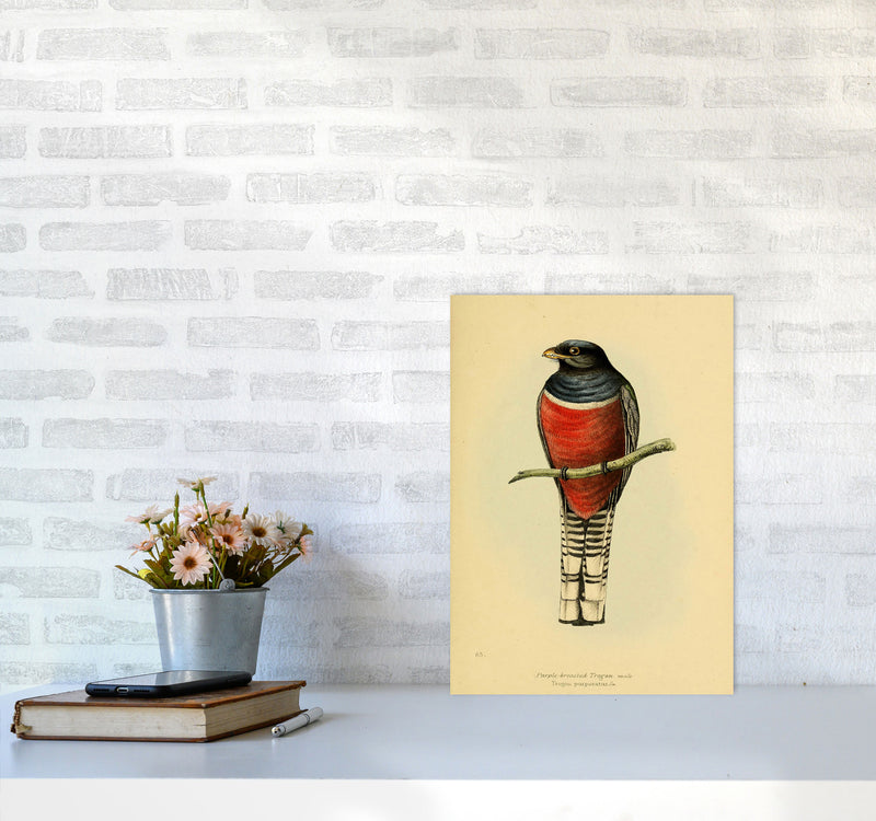 Vintage Purple Breasted Trogon Art Print by Jason Stanley A3 Black Frame