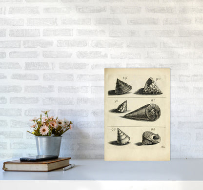 Set Of Vintage Shells Art Print by Jason Stanley A3 Black Frame