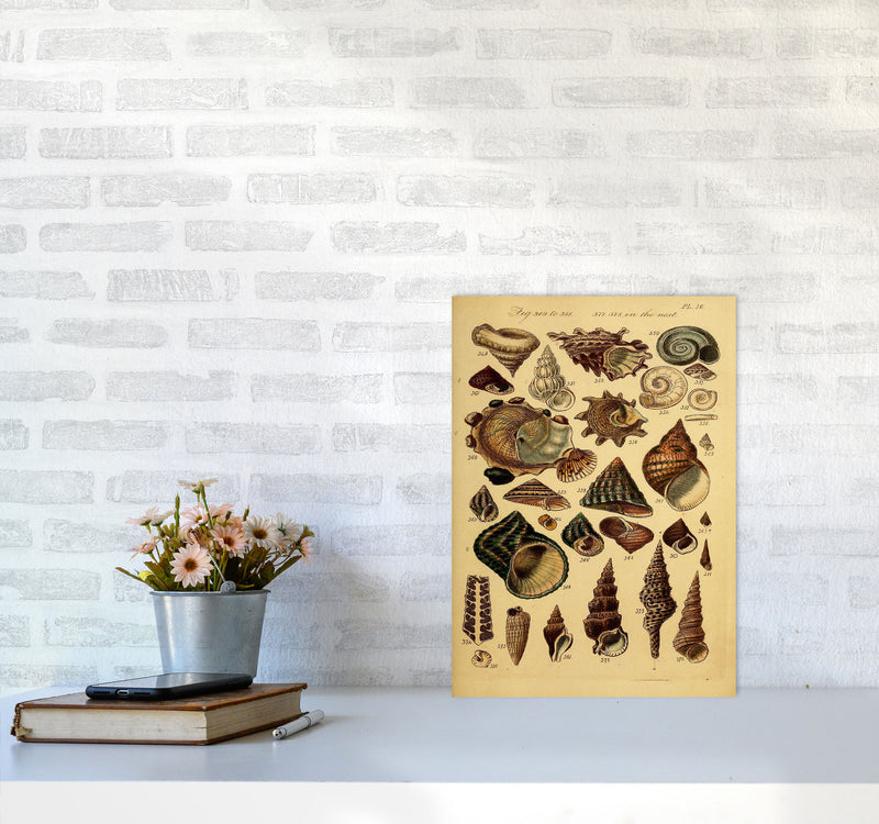 Vintage Shells Art Print by Jason Stanley A3 Black Frame