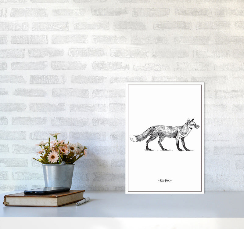 Red Fox Art Print by Jason Stanley A3 Black Frame