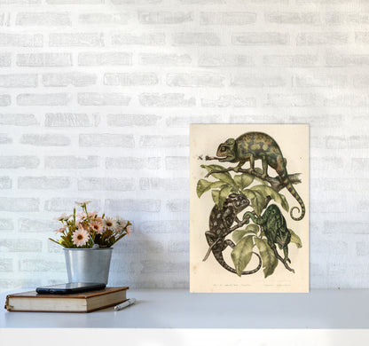 Vintage Chameleon Illustration Art Print by Jason Stanley A3 Black Frame