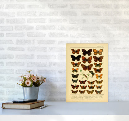 Vintage Butterfly Illustration #2 Art Print by Jason Stanley A3 Black Frame