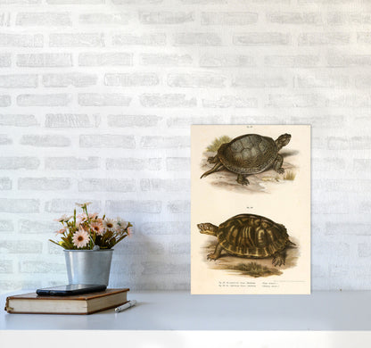 Vintage Turtle Illustration Art Print by Jason Stanley A3 Black Frame