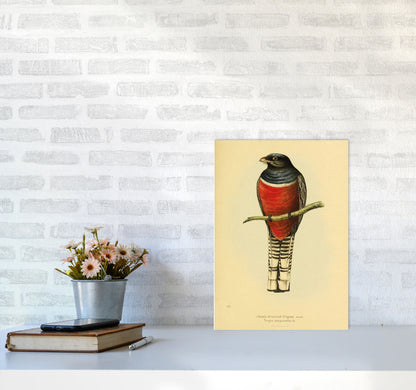 Purple Breasted Trogon Copy Art Print by Jason Stanley A3 Black Frame