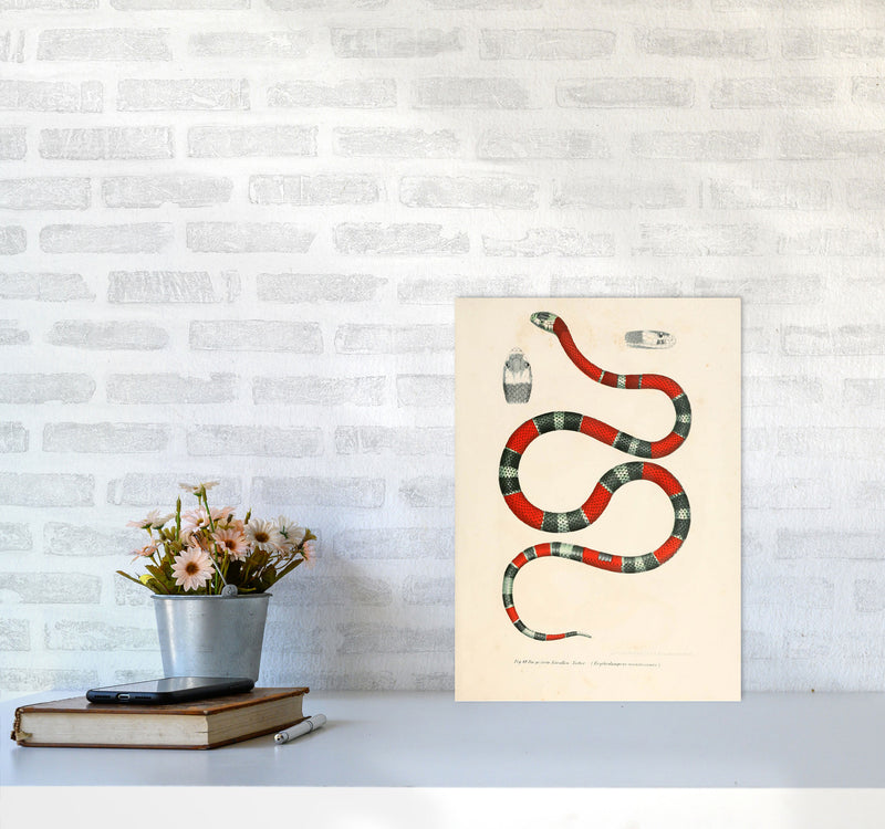 Vintage Snake Illustration 2 Art Print by Jason Stanley A3 Black Frame