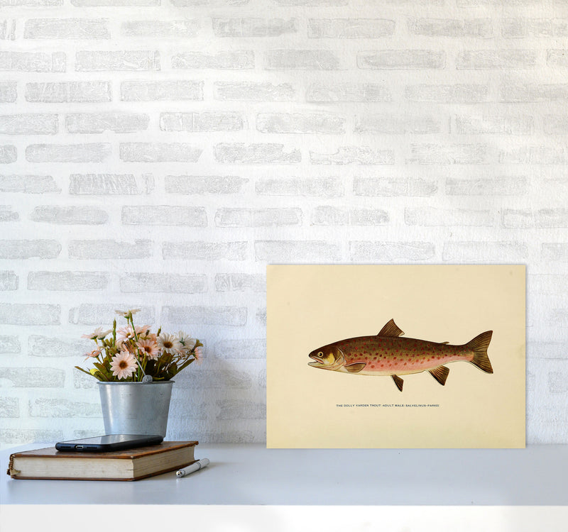 Dolly Varden Trout Illustration Art Print by Jason Stanley A3 Black Frame