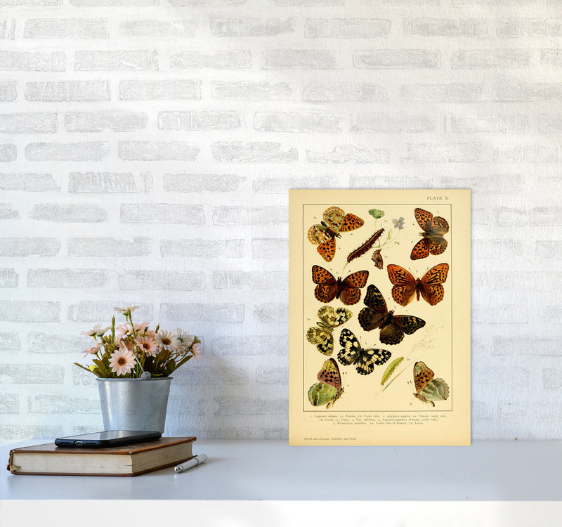 Vintage Butterfly Illustration Art Print by Jason Stanley A3 Black Frame