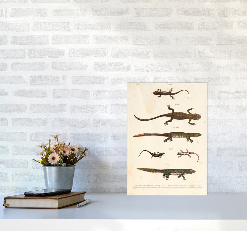 Vintage Newt Illustration Art Print by Jason Stanley A3 Black Frame