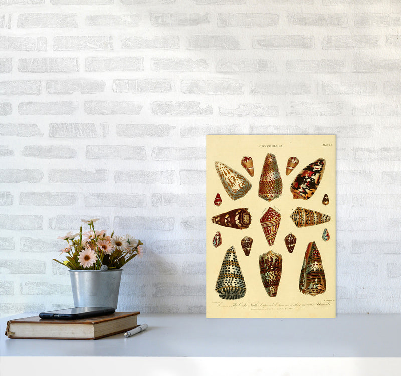 Conchology Illustration 2 Art Print by Jason Stanley A3 Black Frame