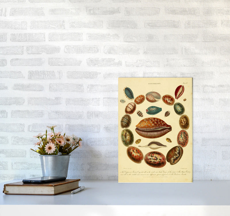 Conchology Illustration Art Print by Jason Stanley A3 Black Frame