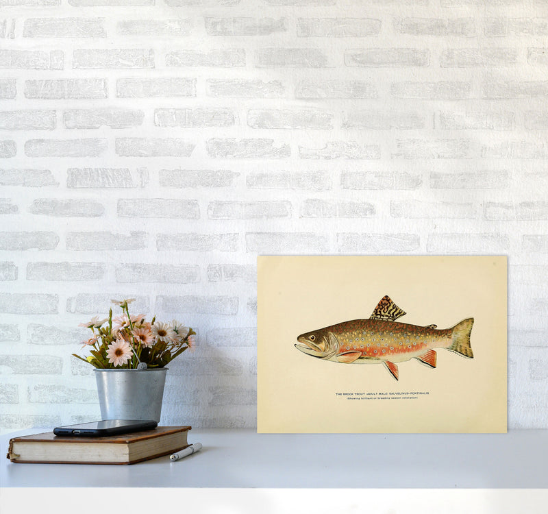 Brook Trout Illustration Art Print by Jason Stanley A3 Black Frame