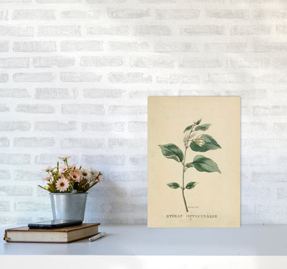 Vintage Flower Series 1 Art Print by Jason Stanley A3 Black Frame