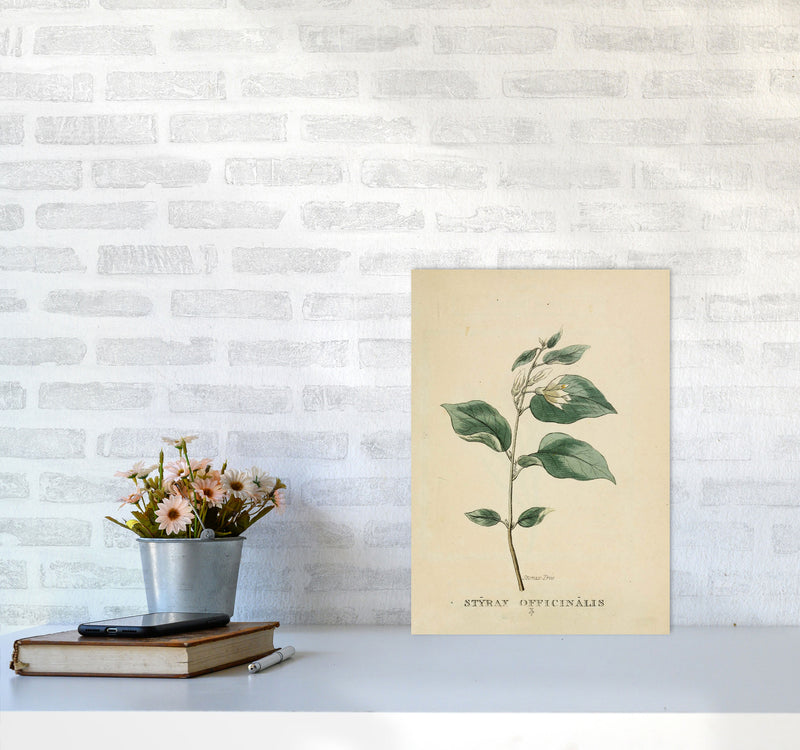 Vintage Flower Series 1 Art Print by Jason Stanley A3 Black Frame