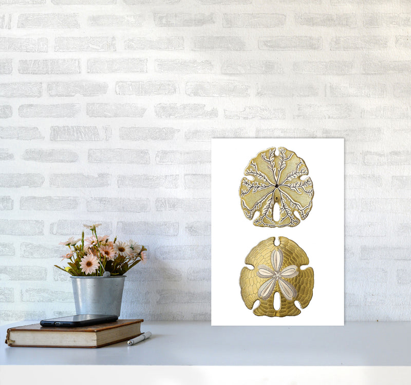 Sand Dollar Illustration Art Print by Jason Stanley A3 Black Frame