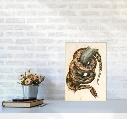 Vintage Snake Illustration Art Print by Jason Stanley A3 Black Frame