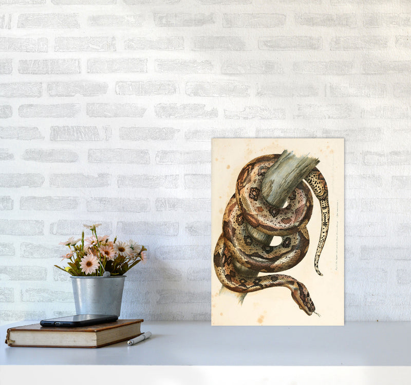 Vintage Snake Illustration Art Print by Jason Stanley A3 Black Frame