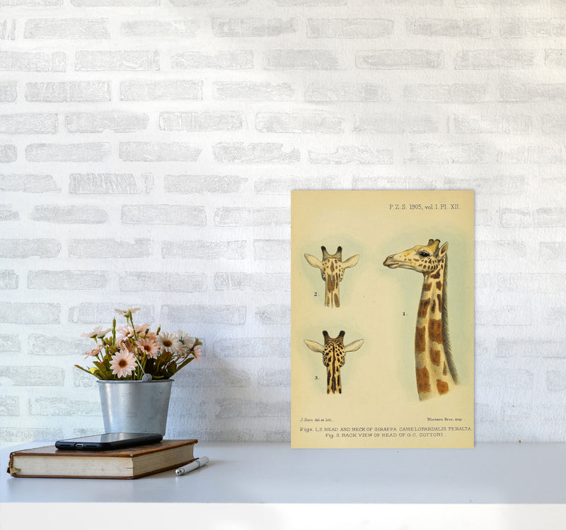 Longest Neck In The Jungle Art Print by Jason Stanley A3 Black Frame