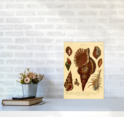 Vintage Conchology 2 Art Print by Jason Stanley A3 Black Frame