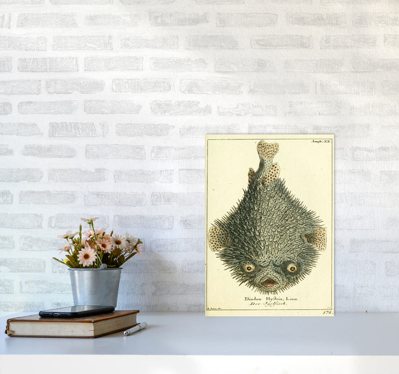 Vintage Japanese Fish Art Print by Jason Stanley A3 Black Frame