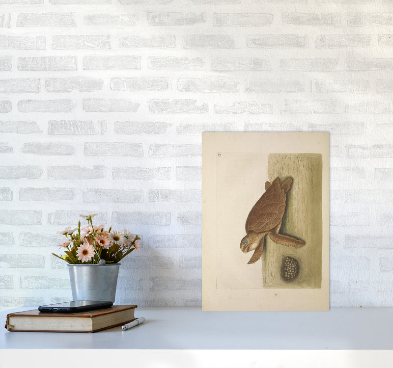 Vintage Sea Turtle Art Print by Jason Stanley A3 Black Frame