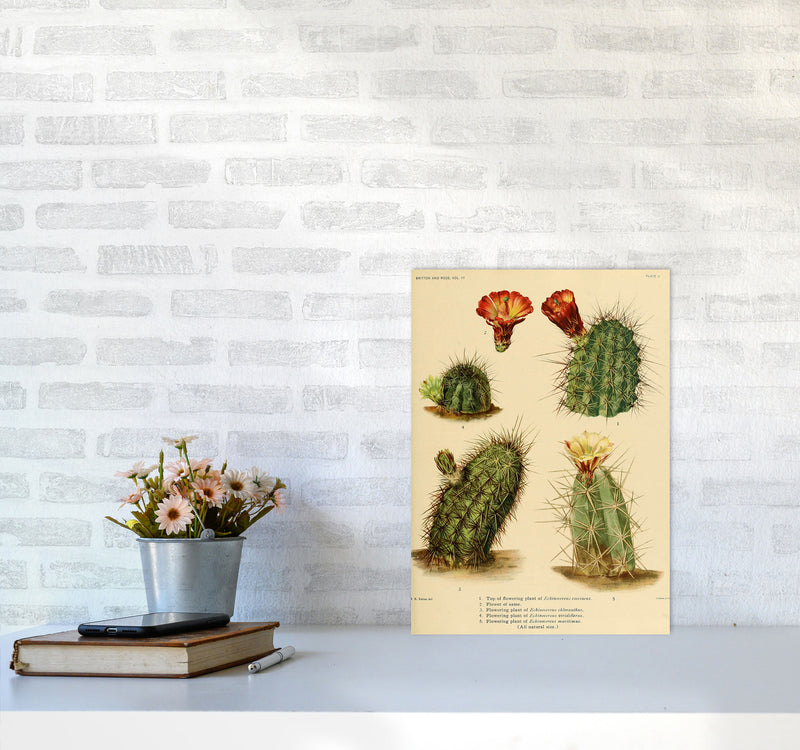 Cactus Series 1 Art Print by Jason Stanley A3 Black Frame
