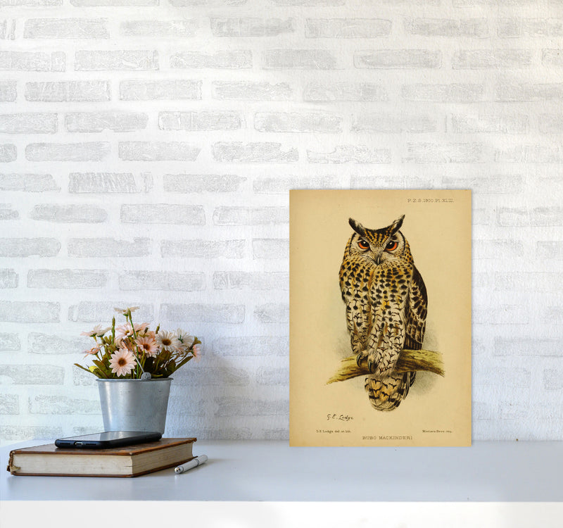 Vintage Owl Copy Art Print by Jason Stanley A3 Black Frame