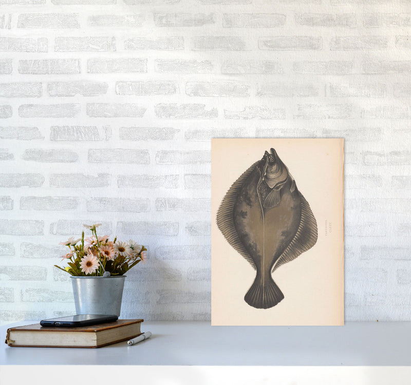 Vintage Flounder Art Print by Jason Stanley A3 Black Frame