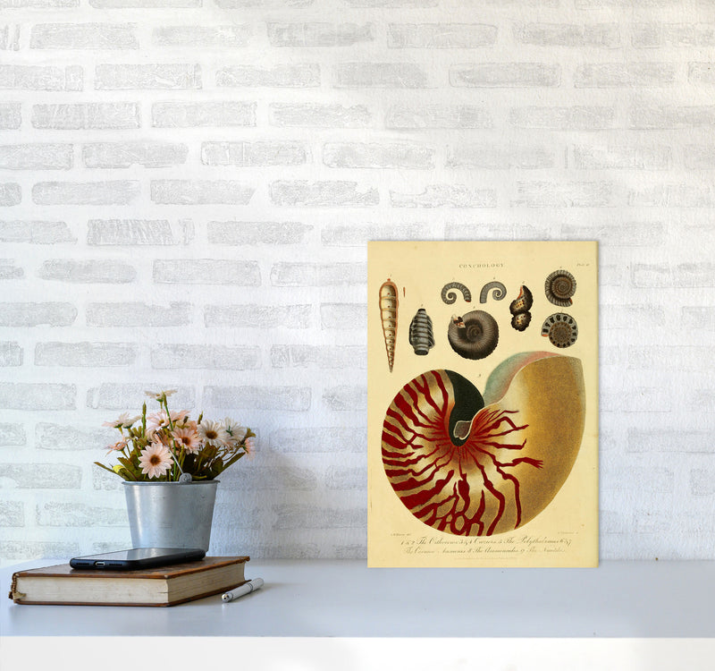 Vintage Conchology Art Print by Jason Stanley A3 Black Frame