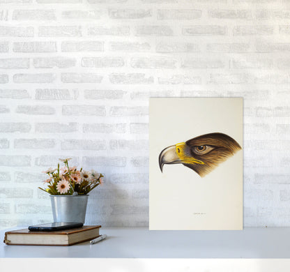 Vintage Eagle Face Art Print by Jason Stanley A3 Black Frame