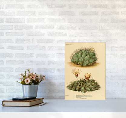 Cactus Series 12 Art Print by Jason Stanley A3 Black Frame