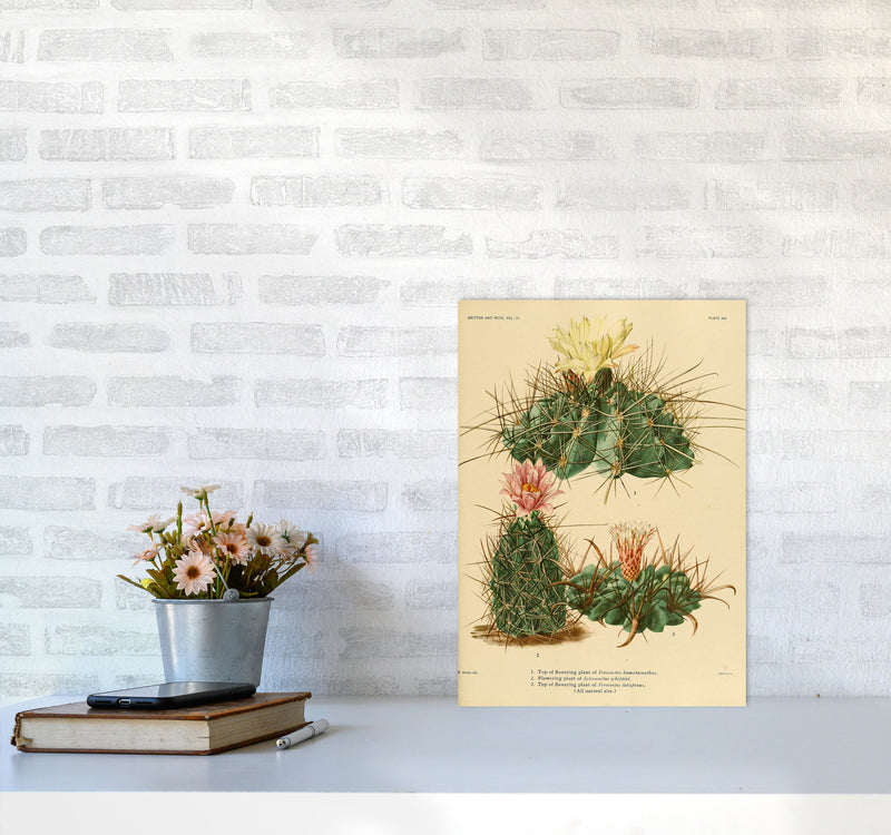 Cactus Series 11 Art Print by Jason Stanley A3 Black Frame
