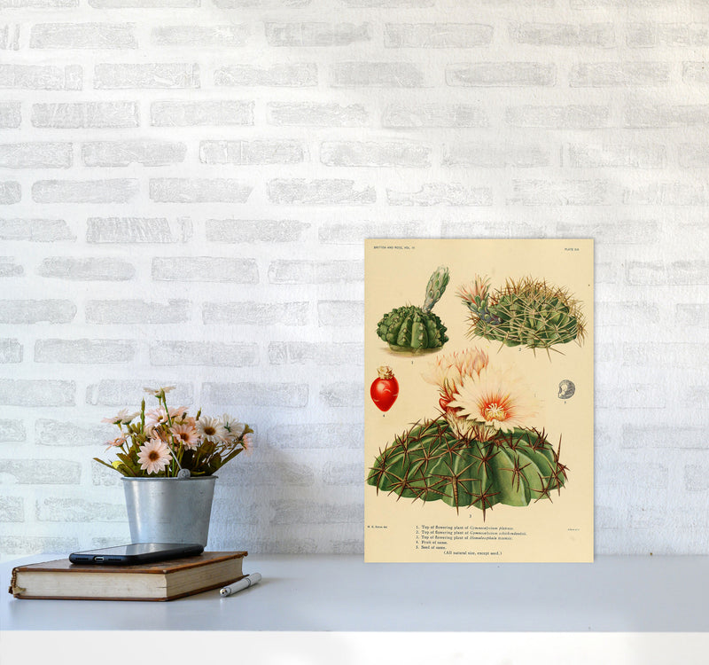 Cactus Series 14 Art Print by Jason Stanley A3 Black Frame