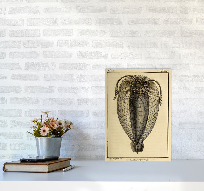 Vintage Squid 4 Art Print by Jason Stanley A3 Black Frame