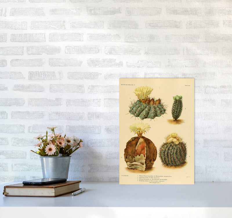 Cactus Series 16 Art Print by Jason Stanley A3 Black Frame