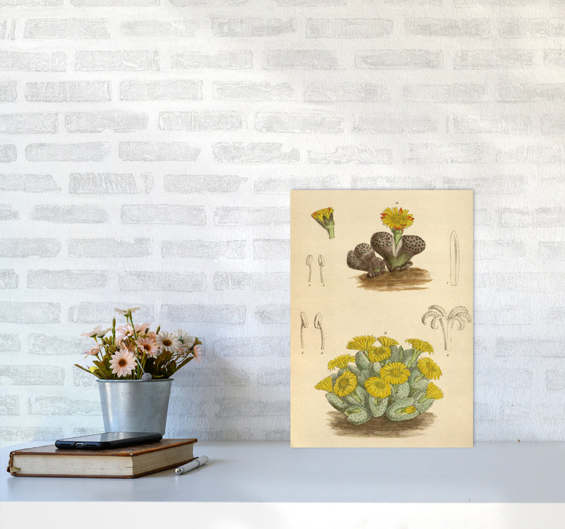 Vintage Cactus III Art Print by Jason Stanley A3 Black Frame