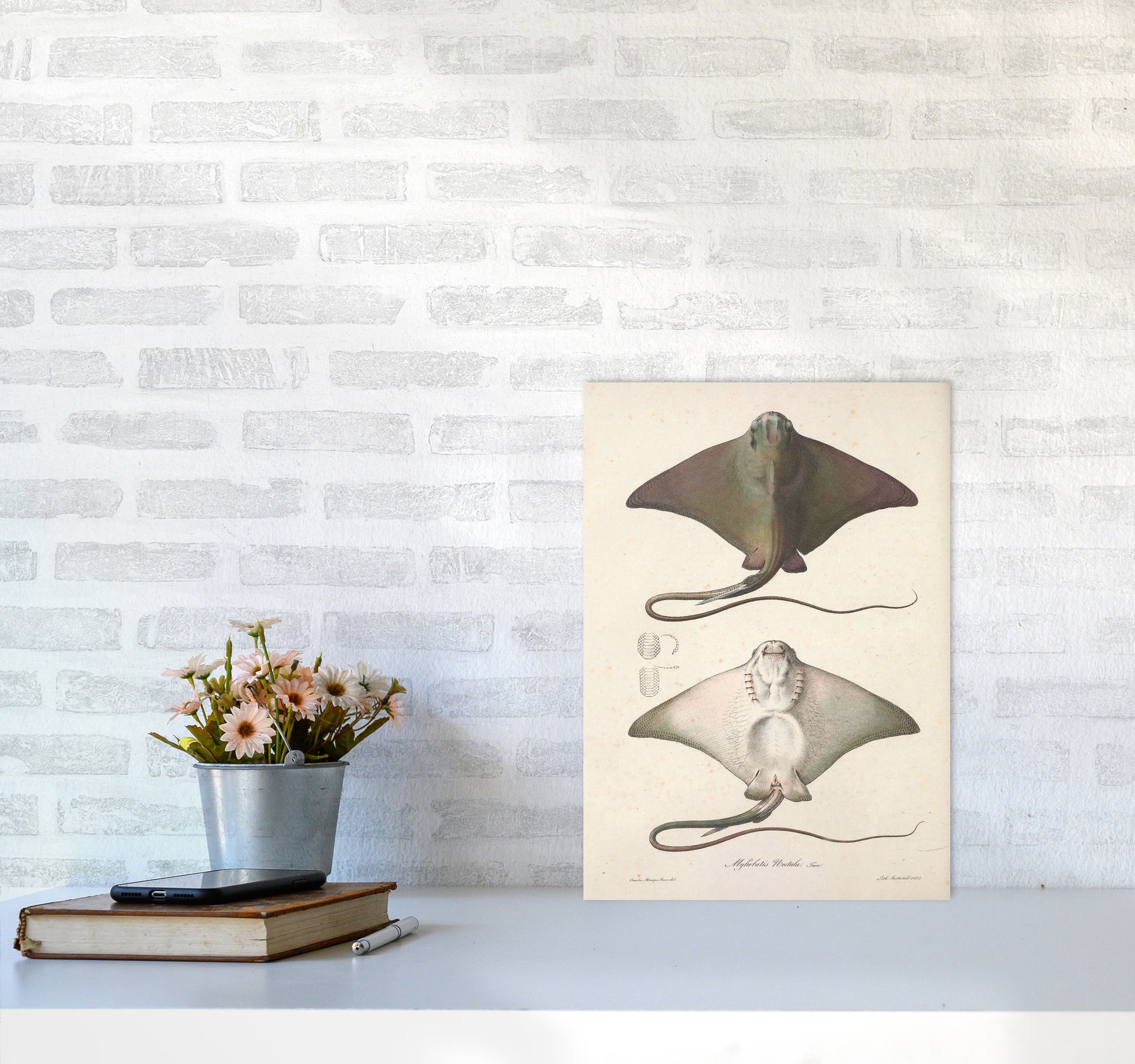 Vintage Stingray Art Print by Jason Stanley A3 Black Frame