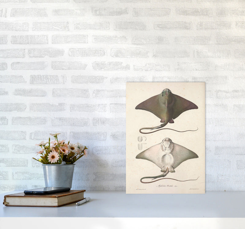 Vintage Stingray Art Print by Jason Stanley A3 Black Frame