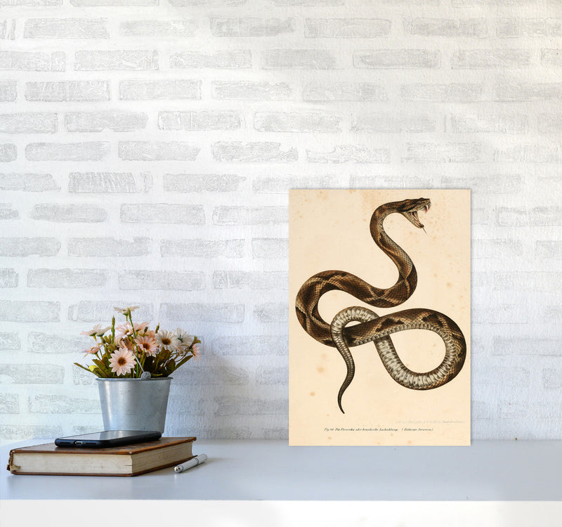 Vintage Snake Art Print by Jason Stanley