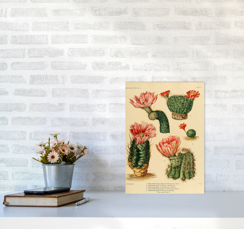 Cactus Series 3 Art Print by Jason Stanley A3 Black Frame