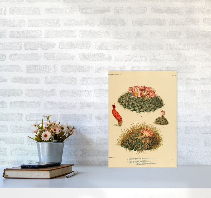 Cactus Series 7 Art Print by Jason Stanley A3 Black Frame