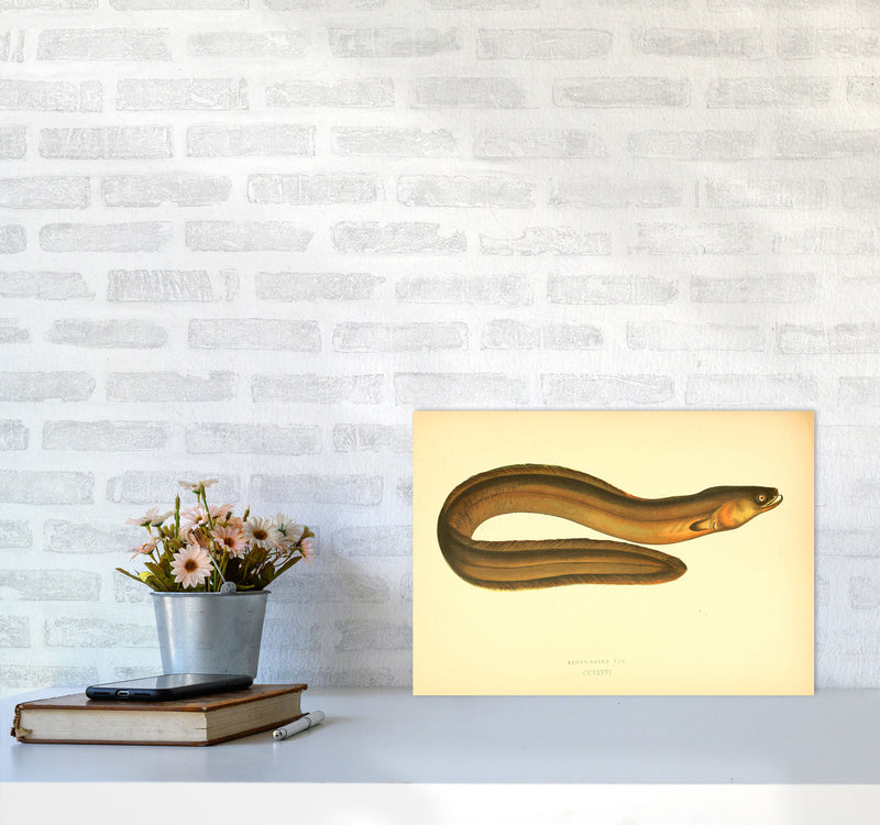 Broad Nosed Eel Art Print by Jason Stanley A3 Black Frame