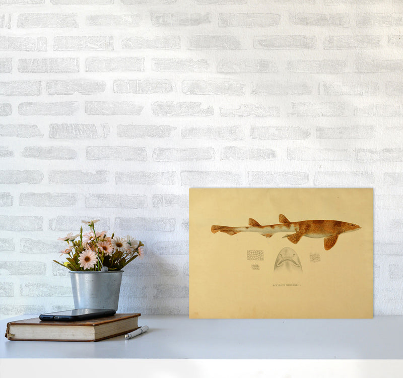 Shark Series 1 Art Print by Jason Stanley A3 Black Frame