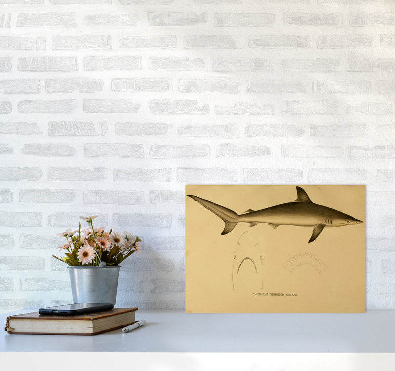 Shark Series 4 Art Print by Jason Stanley A3 Black Frame