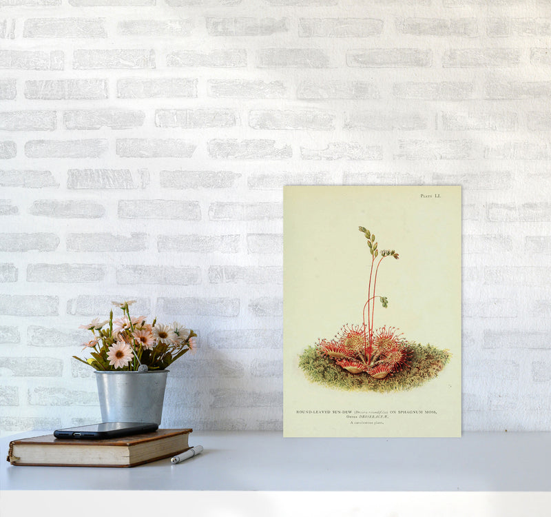 Venus Fly Trap Art Print by Jason Stanley A3 Black Frame