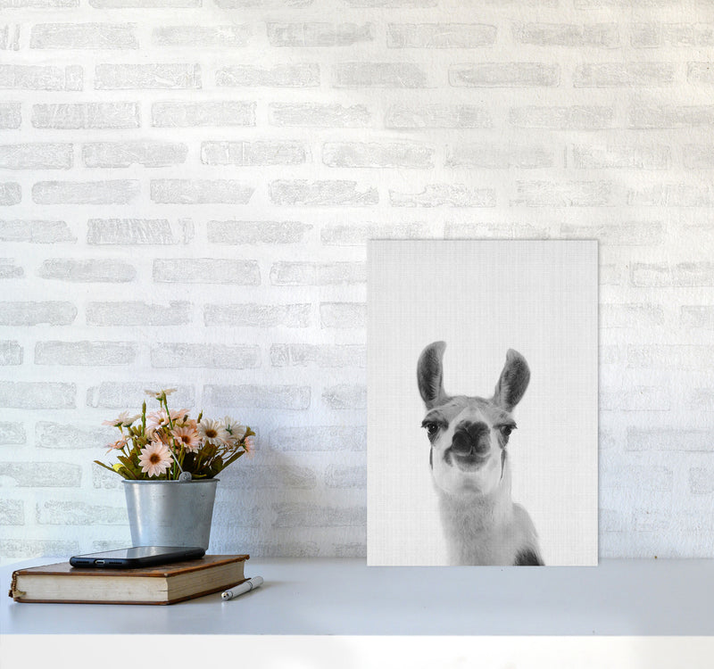 Llama Art Print by Jason Stanley A3 Black Frame