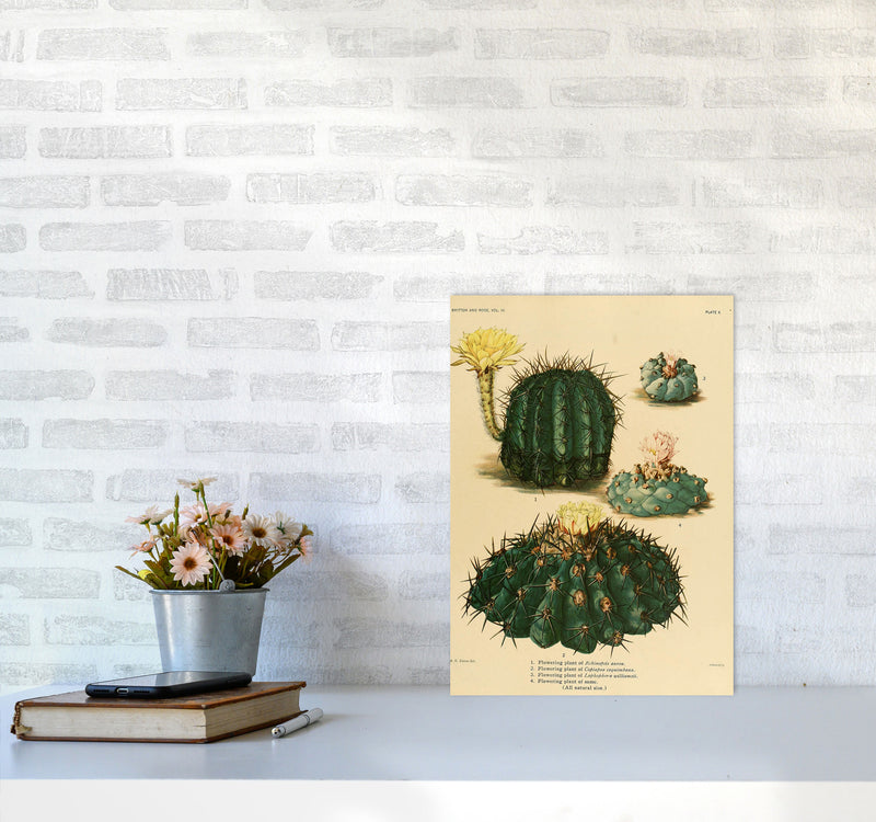 Cactus Series8 Art Print by Jason Stanley A3 Black Frame