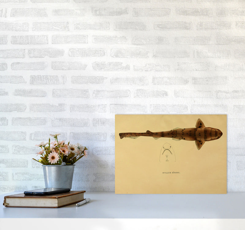 Shark Series 2 Art Print by Jason Stanley A3 Black Frame