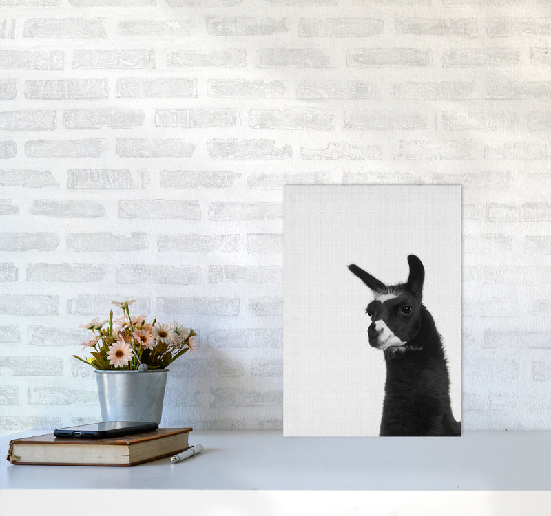Llama
