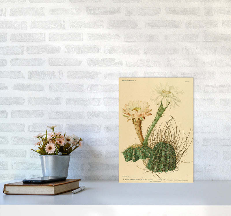 Cactus Series 6 Art Print by Jason Stanley A3 Black Frame