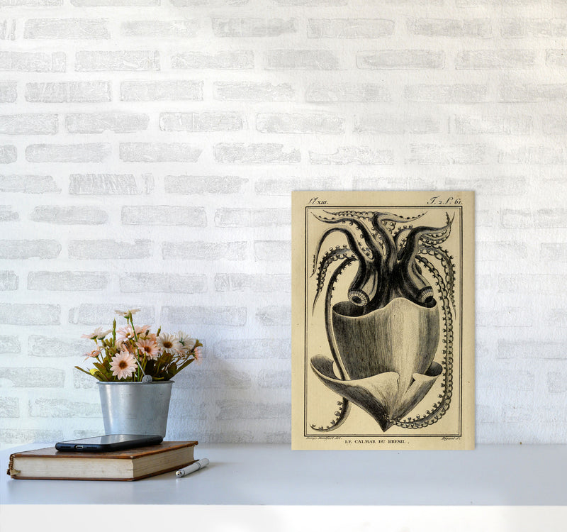 Vintage Squid Art Print by Jason Stanley A3 Black Frame